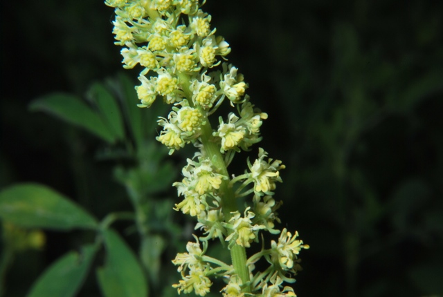 Reseda lutea / Reseda comune